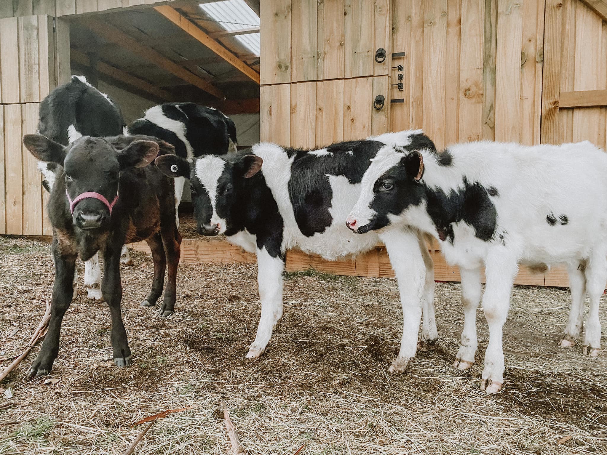 Companion Cows Foster Care Application